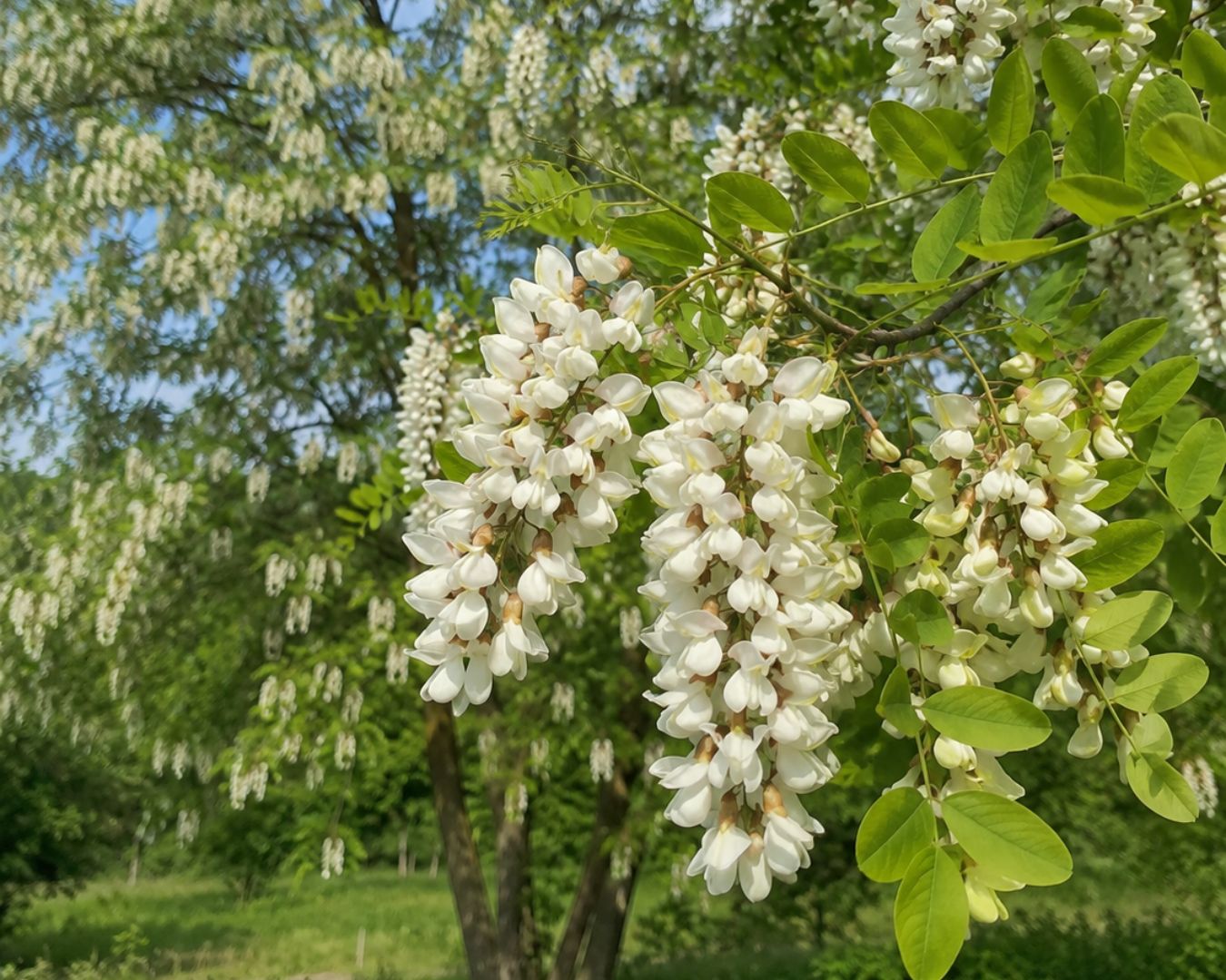 bagrem med